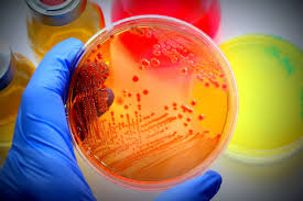 Image result for microbiology