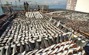 Image result for shark illegal trade